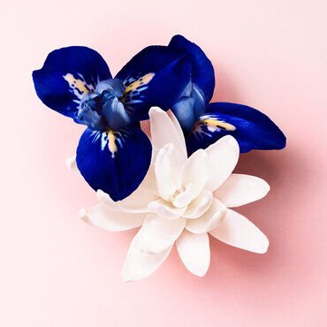 A close-up of two flowers: one white and one deep blue with yellow markings, set against a soft pink background.