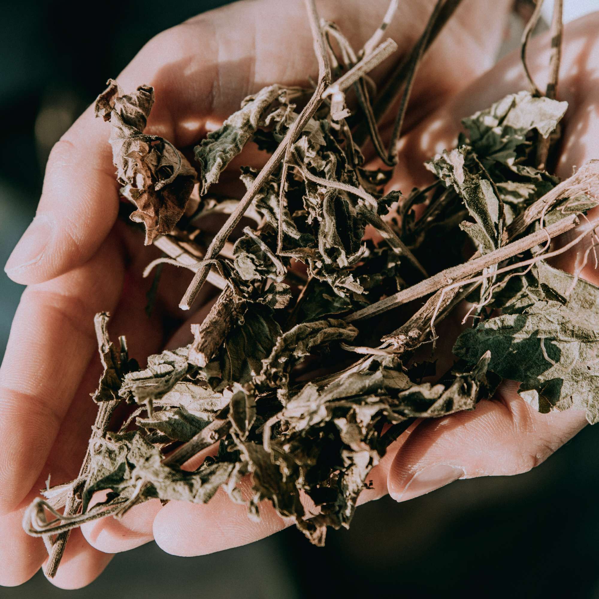 A person holding a collection of dried herbs in their hands.