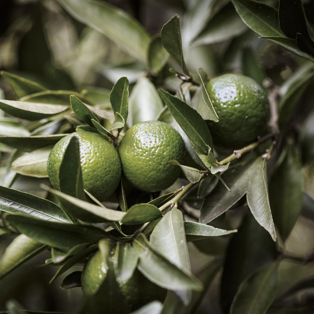 Close-up of green oranges growing on a tree among lush green leaves.