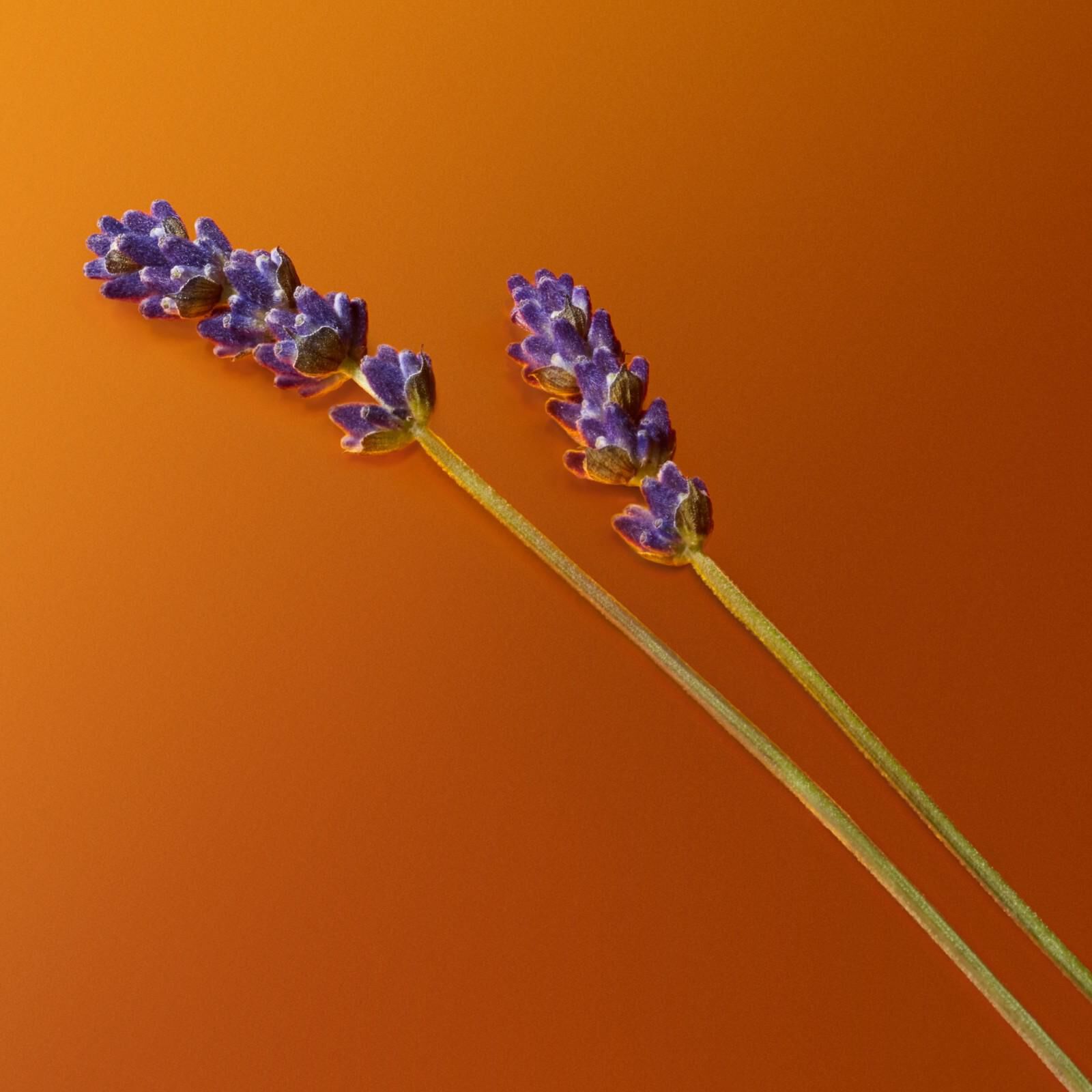 Tallos de lavanda morados con elementos de ambar sobre un fondo naranja, mostrando ingredientes naturales de perfume