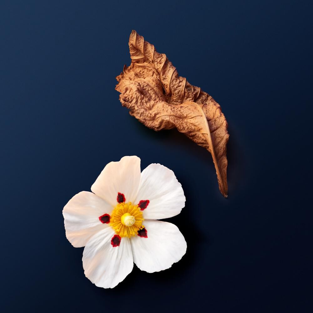Flor blanca con detalles rojos y amarillos, junto a una hoja seca de color marron, sobre fondo azul oscuro.