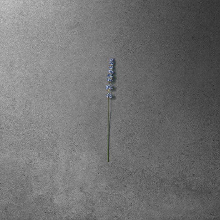 A single blue flower stem is placed vertically on a gray textured surface.
