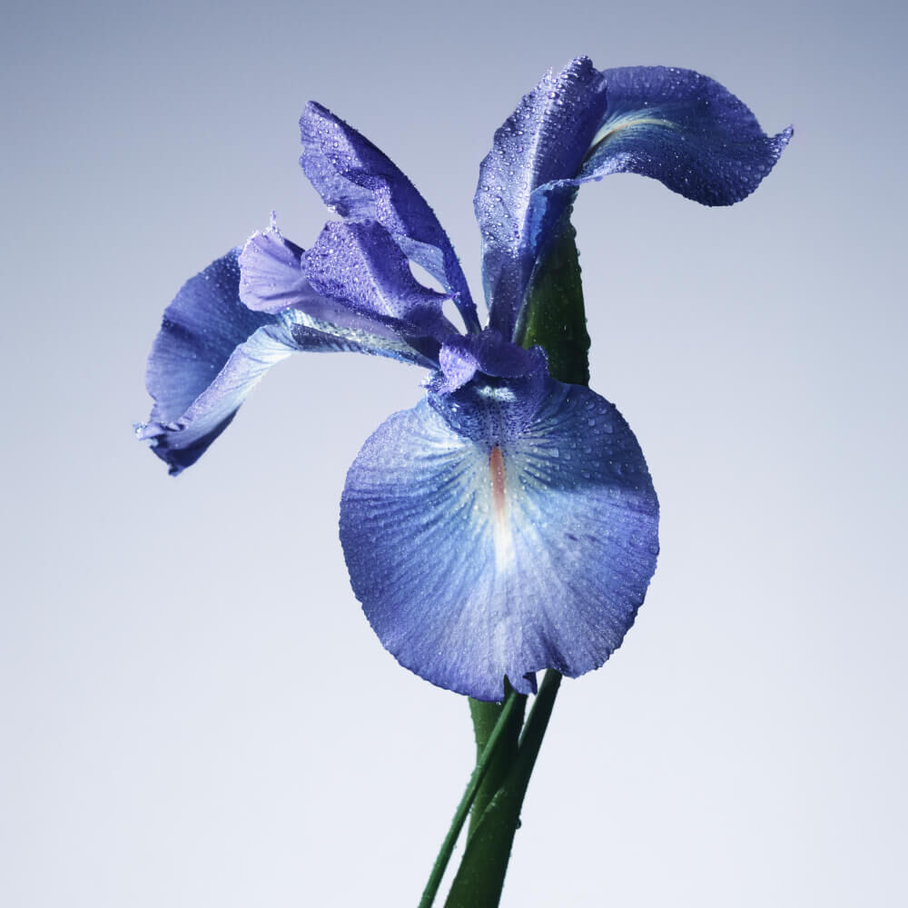 Close-up of a blue iris flower.