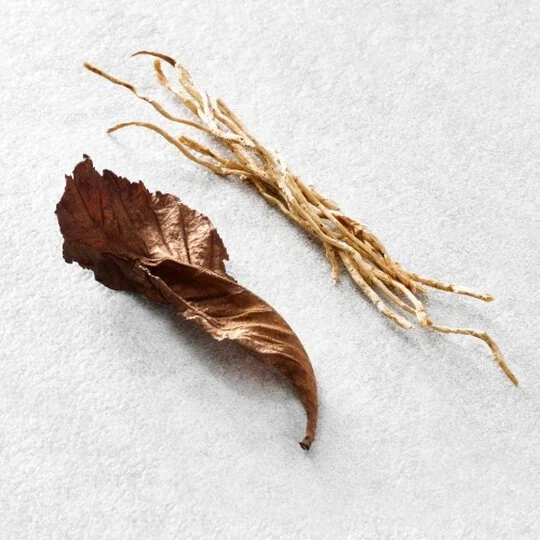 Dried patchouli leaf and vetiver root from Guatemala on a white surface. Base notes of Giorgio Armani Acqua di Giò Eau de Parfum, delivering a powerful, long-lasting finish.